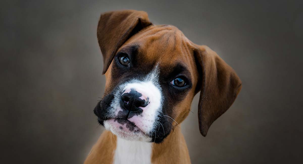 a boxer dog