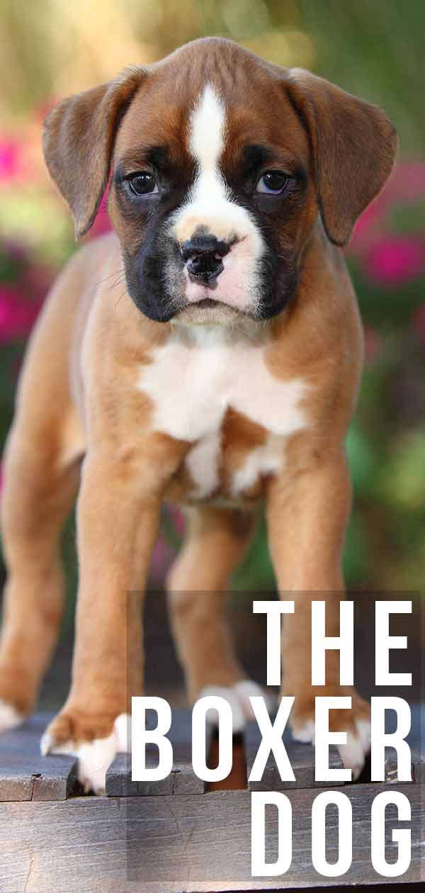 Boxer Dog Breed Information