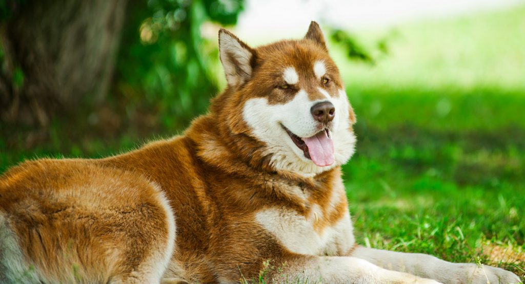 alaskan husky with pointy ears