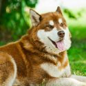 alaskan husky with pointy ears