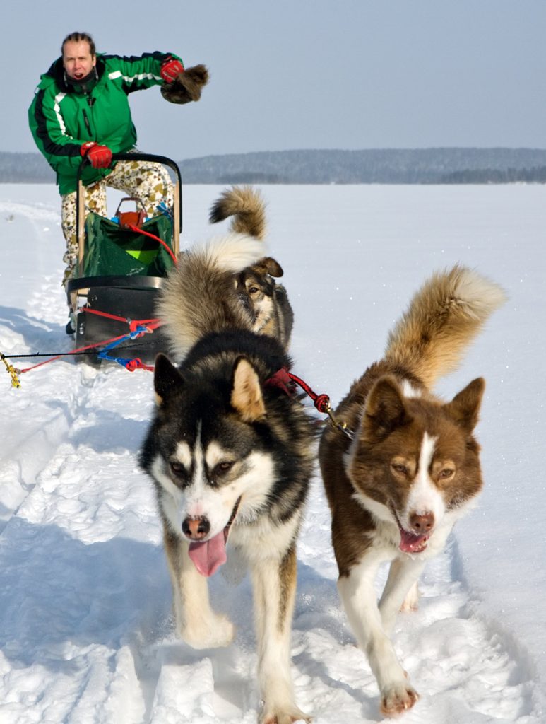 Alaskan Husky Dogs The Loyal, Loving, Sled Dog Pet!