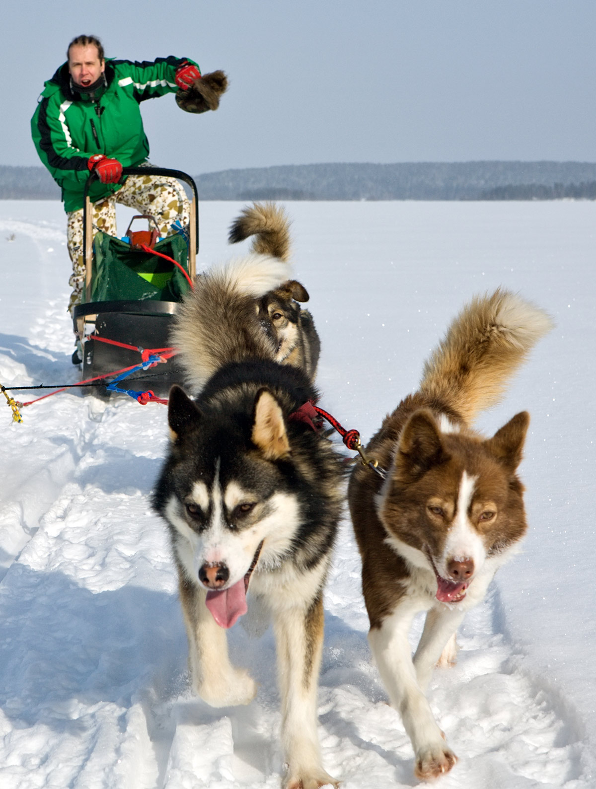 can a alaskan husky live in monaco