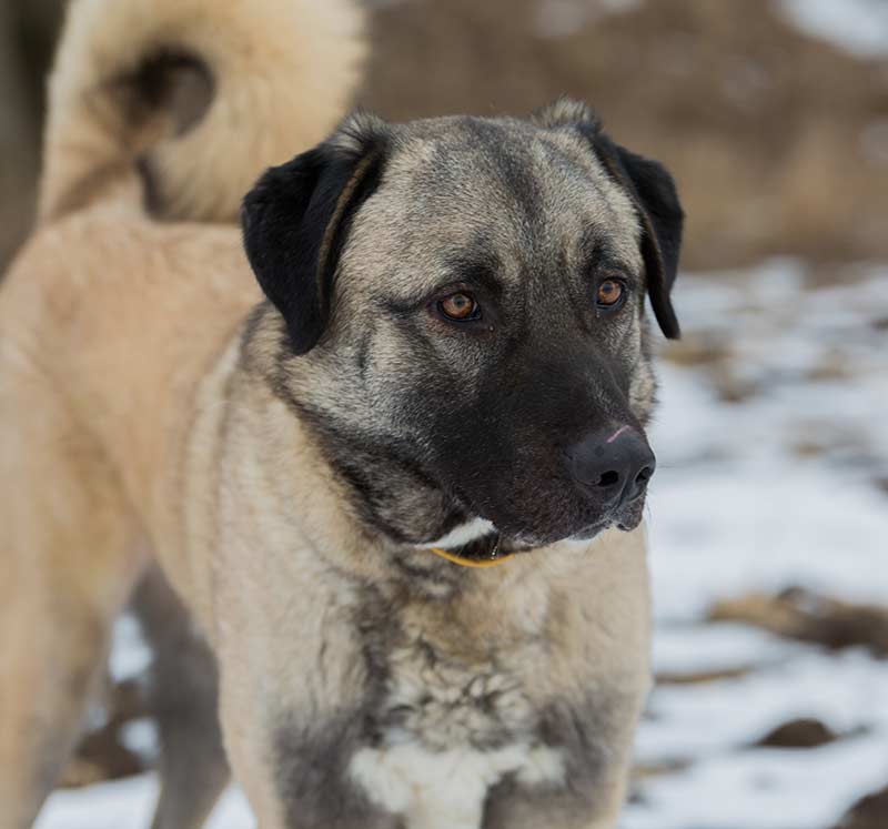 Anatolian Shepherd Dog