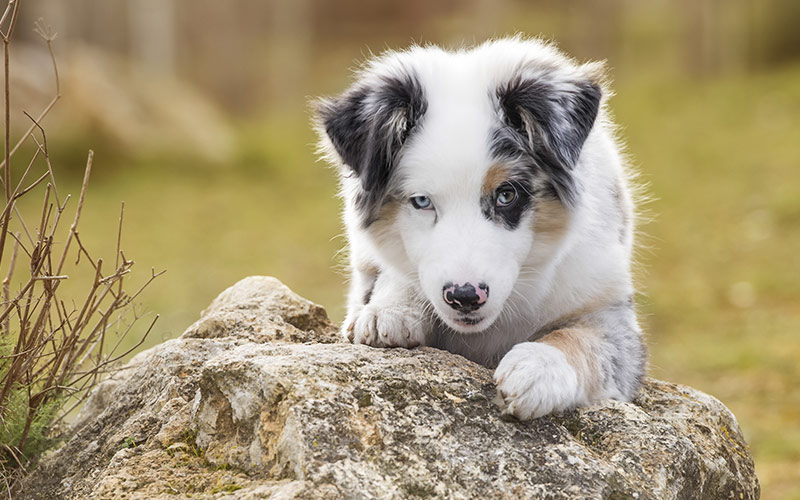 beste hondenvoer voor australian shepherd