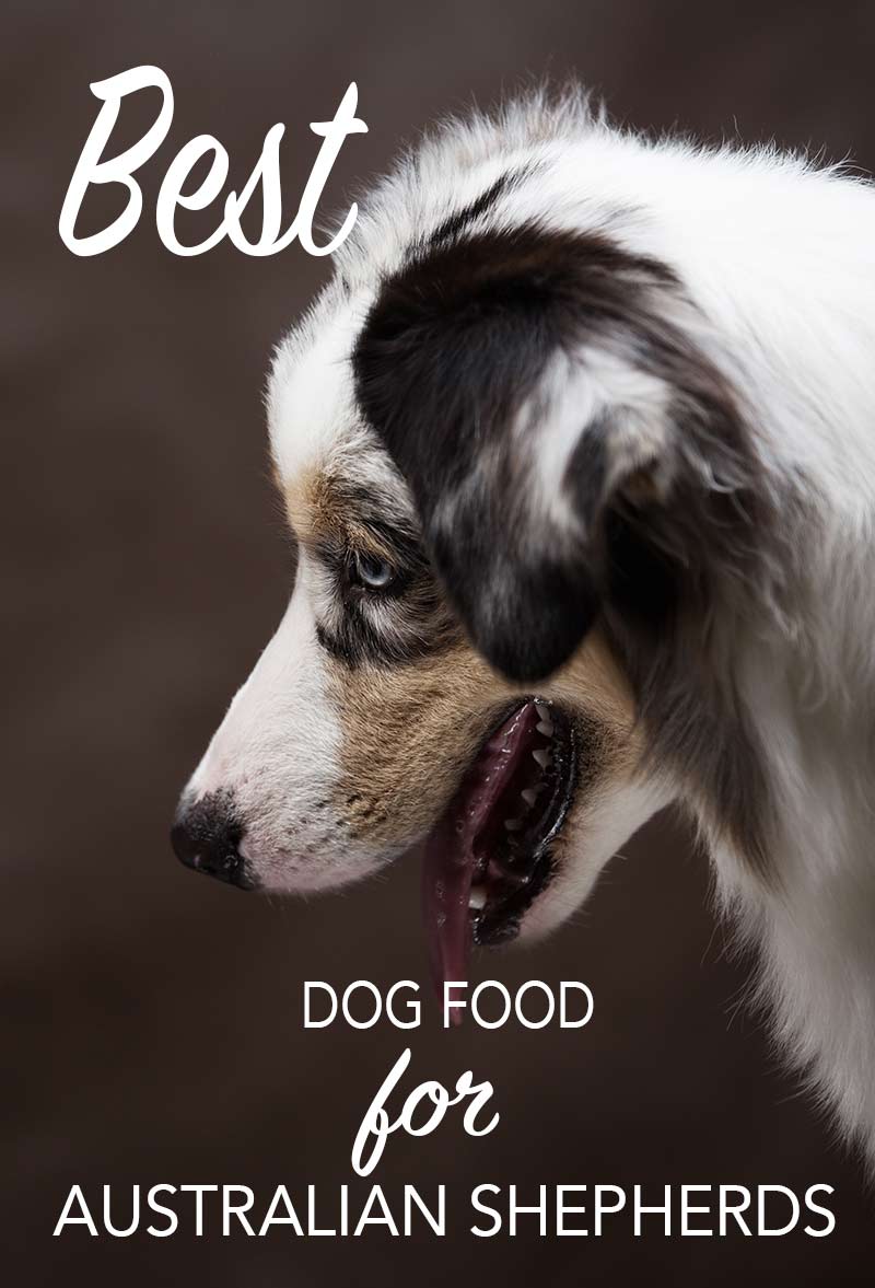 best dog food for australian shepherds