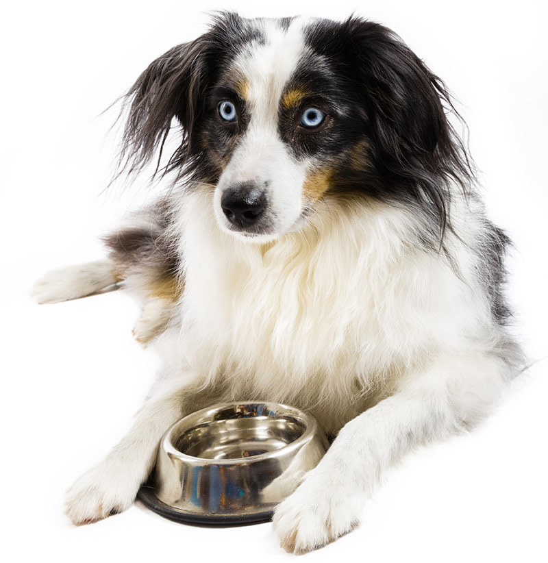 mini australian shepherd puppy food