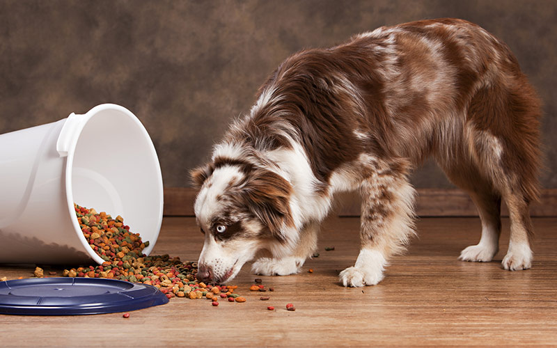 beste hondenvoer voor australian shepherd