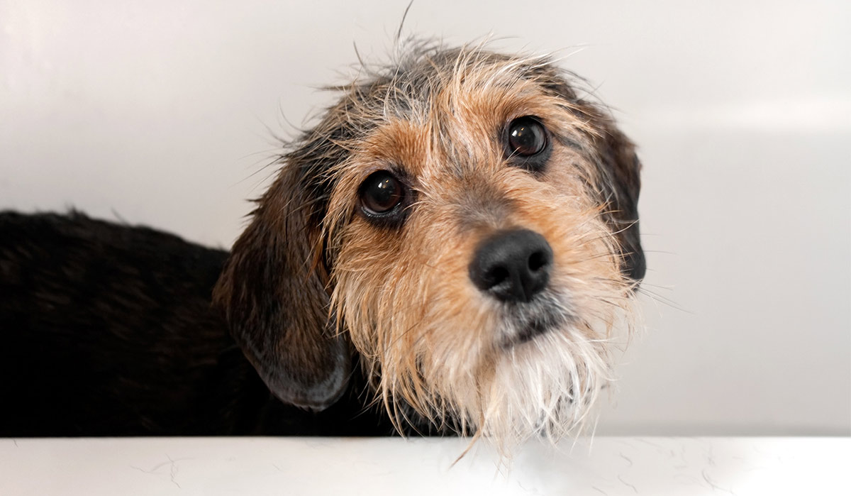 how to take care of terrier mix