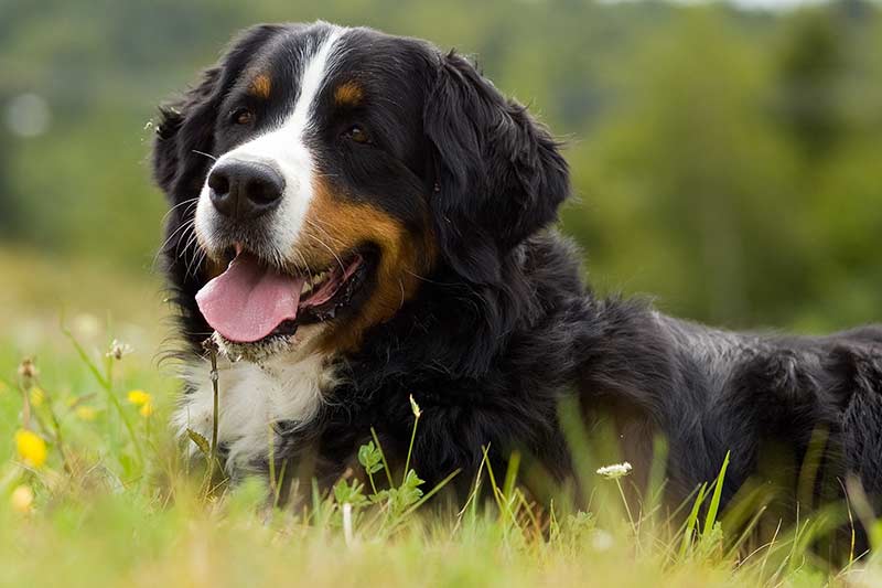 bernese mountain dog portrait