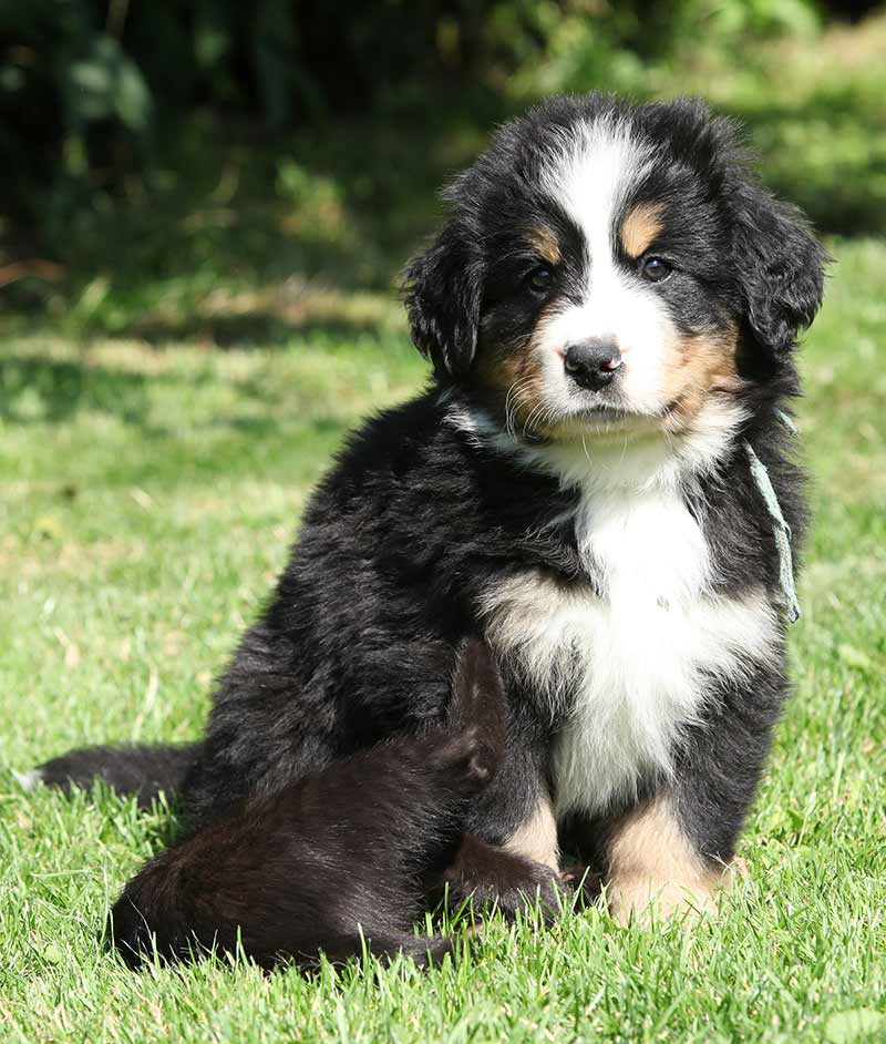 huge black furry dog