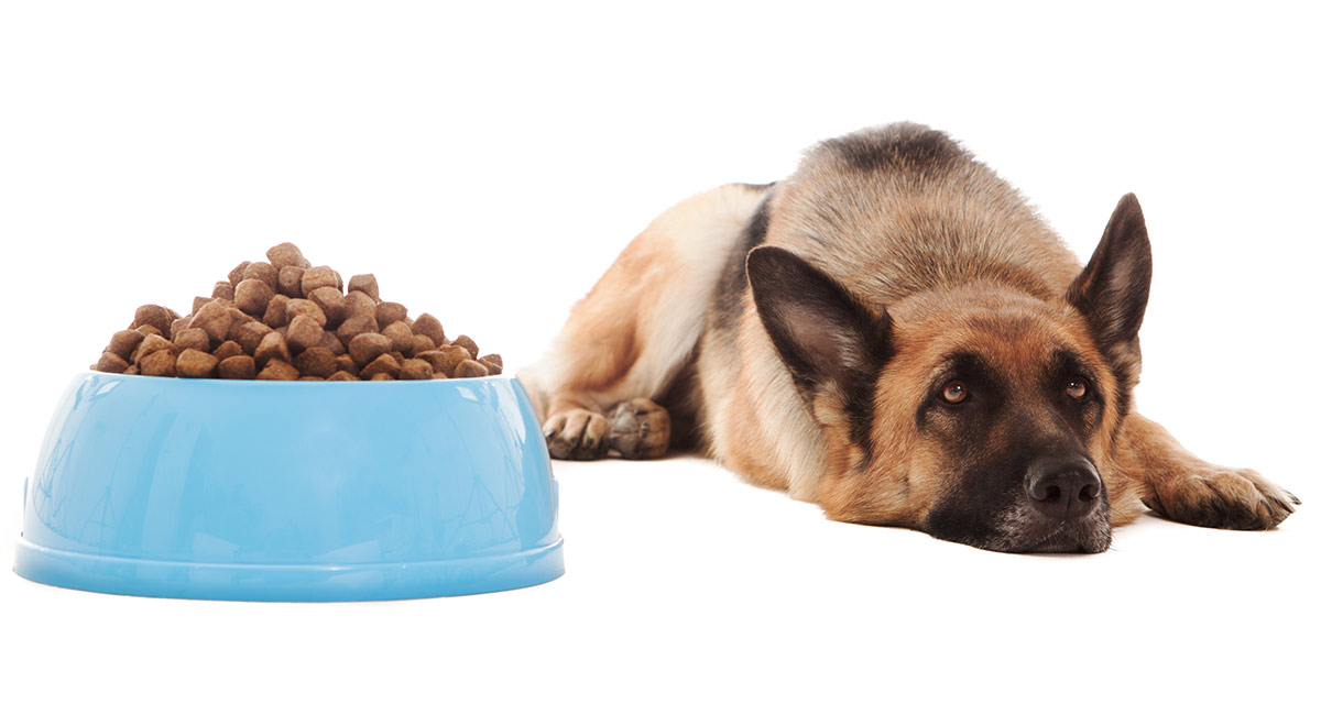 best dog food for German Shepherds with sensitive stomachs