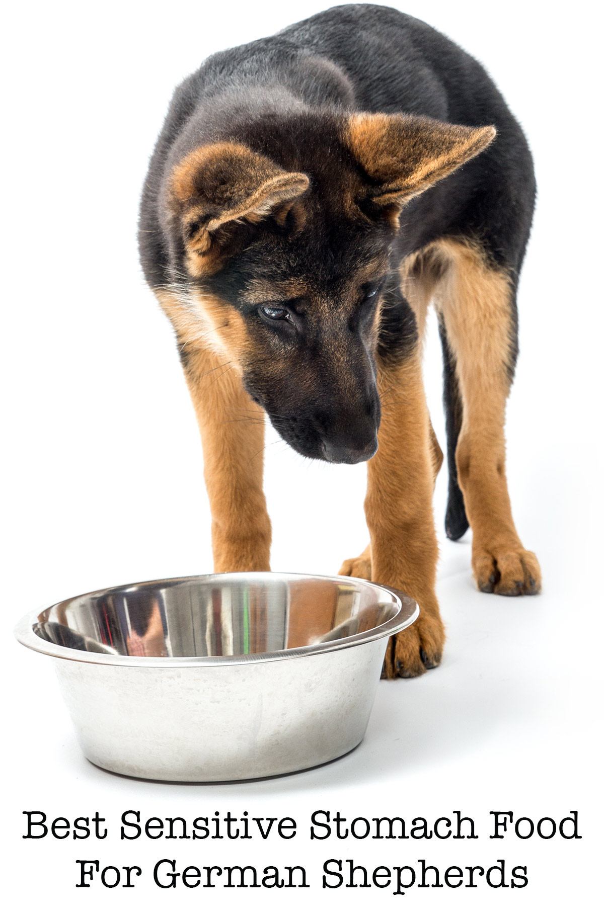 best dog food for German Shepherds with sensitive stomachs