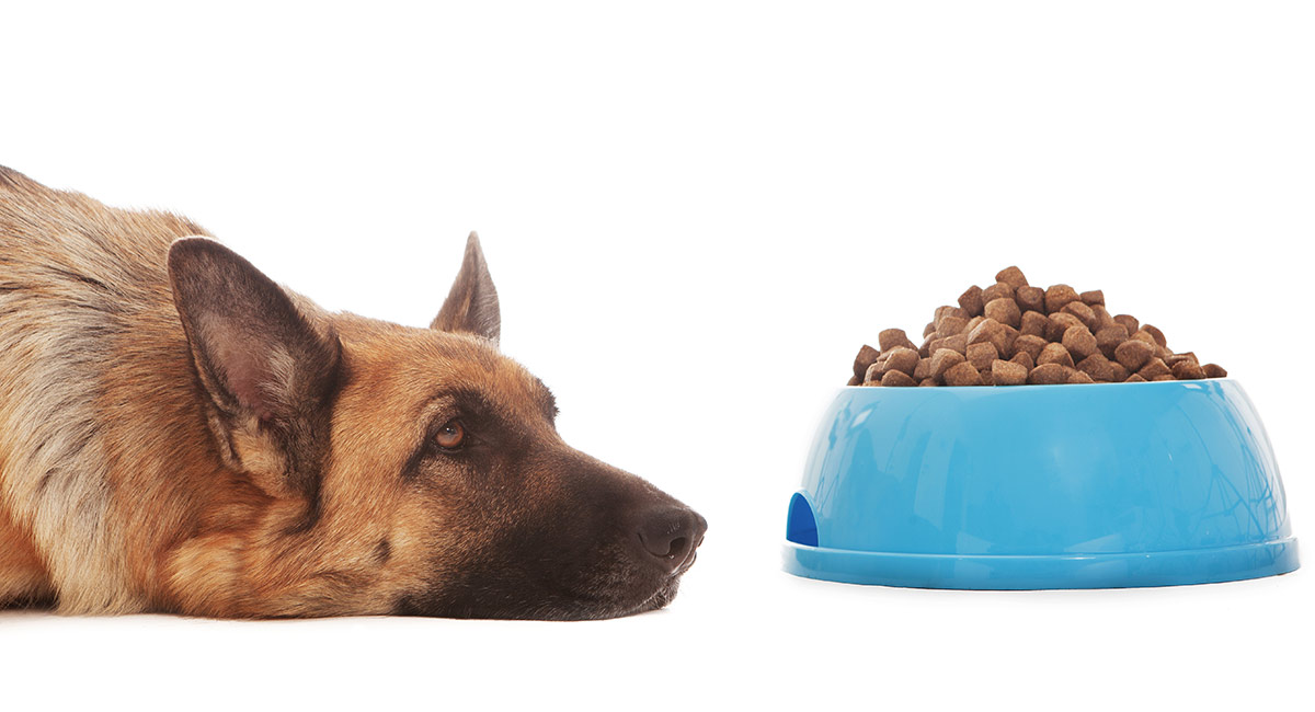 Best Dog Food For German Shepherds With Sensitive Stomachs