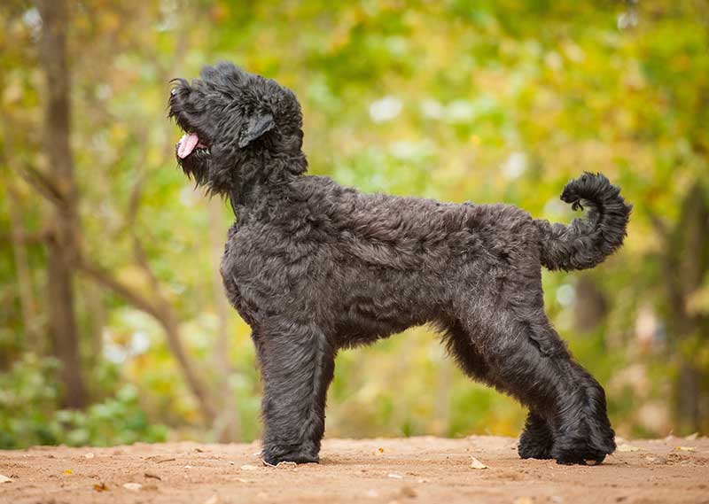 Black Russian Terrier outdoors