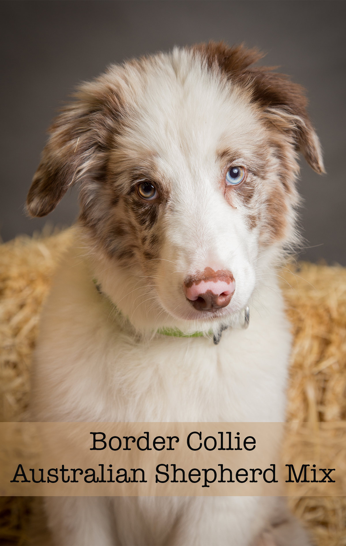 Border Collie Australian Shepherd Mix Will This Be Your New Puppy