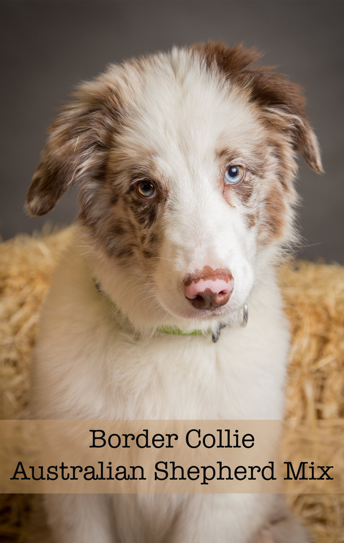 australian shepherd x collie