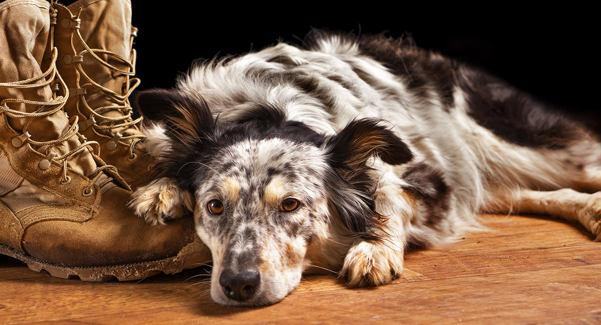 bearded collie australian shepherd mix