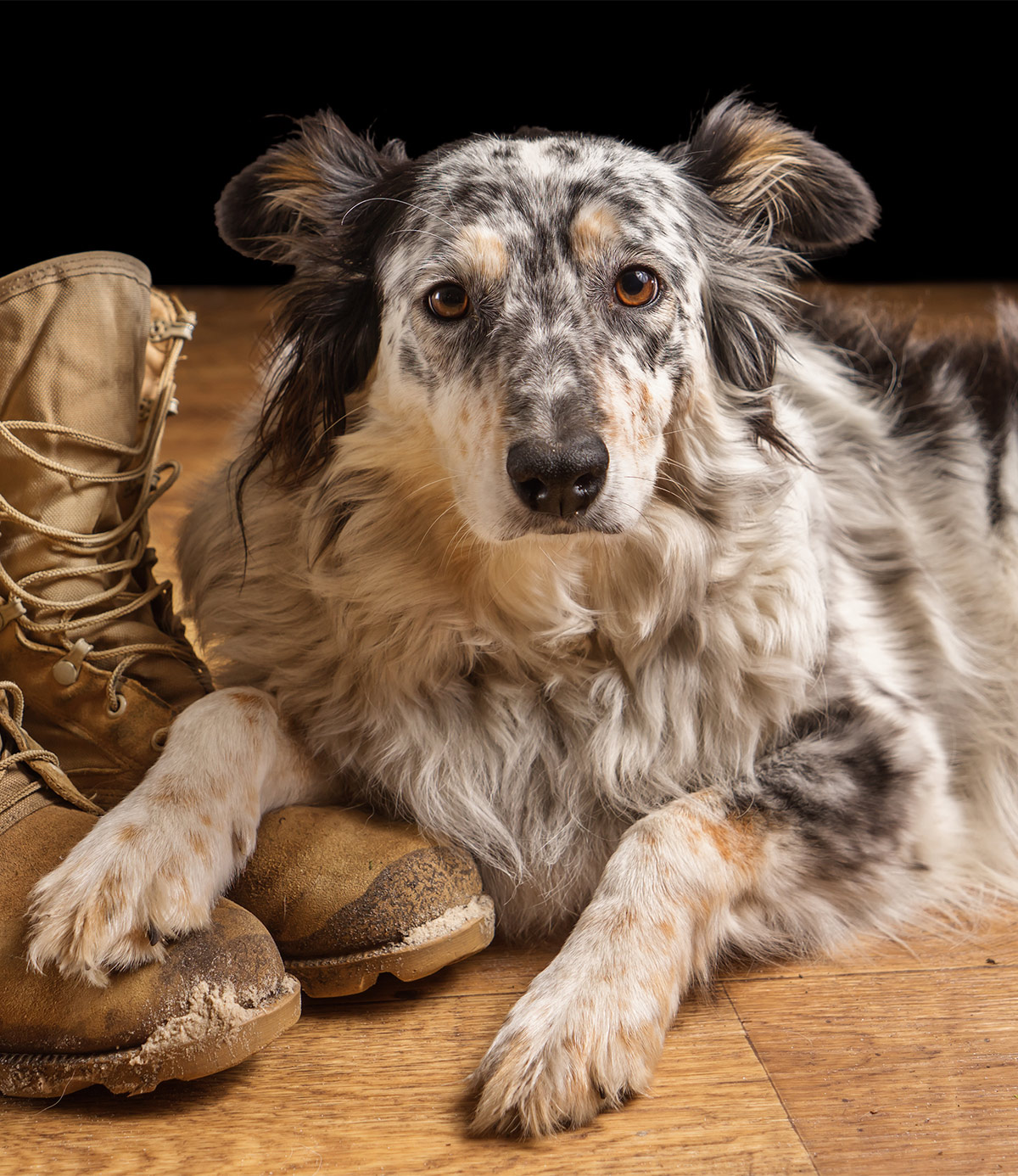 bearded collie australian shepherd mix