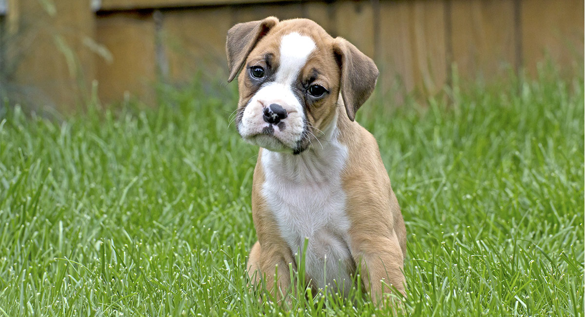 what is the best food for boxers