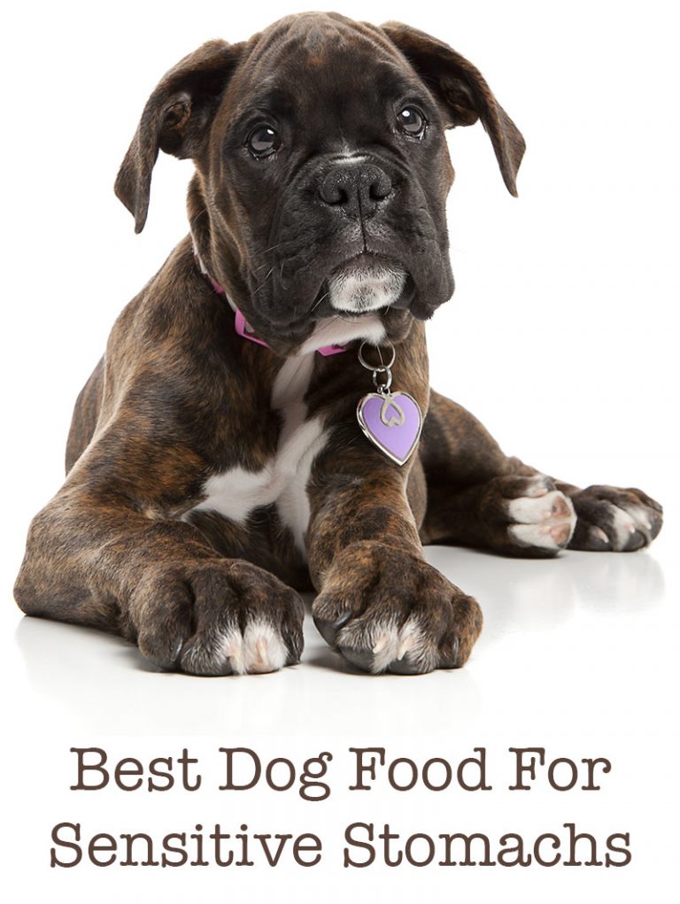Introducing The Best Dog Food For Boxers With Sensitive Stomachs