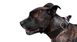 brindle pitbull