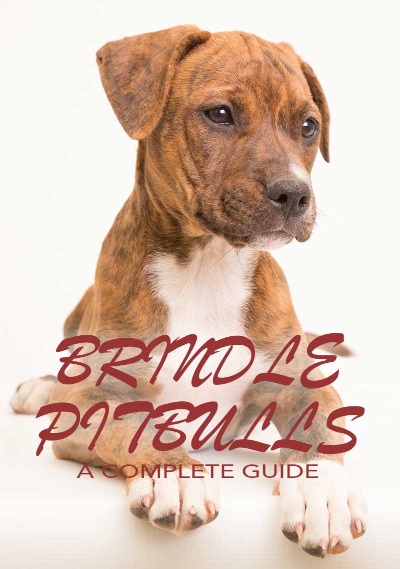 can pitbulls be brindle