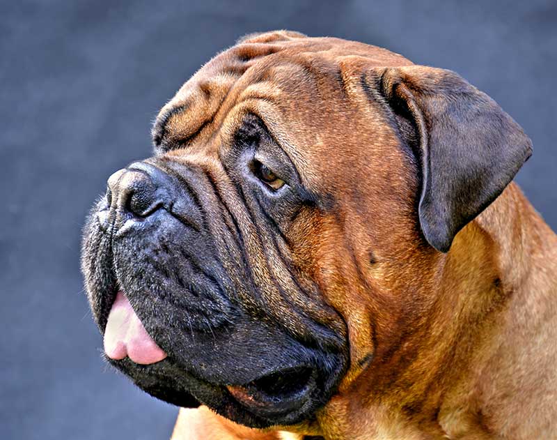 bullmastiff