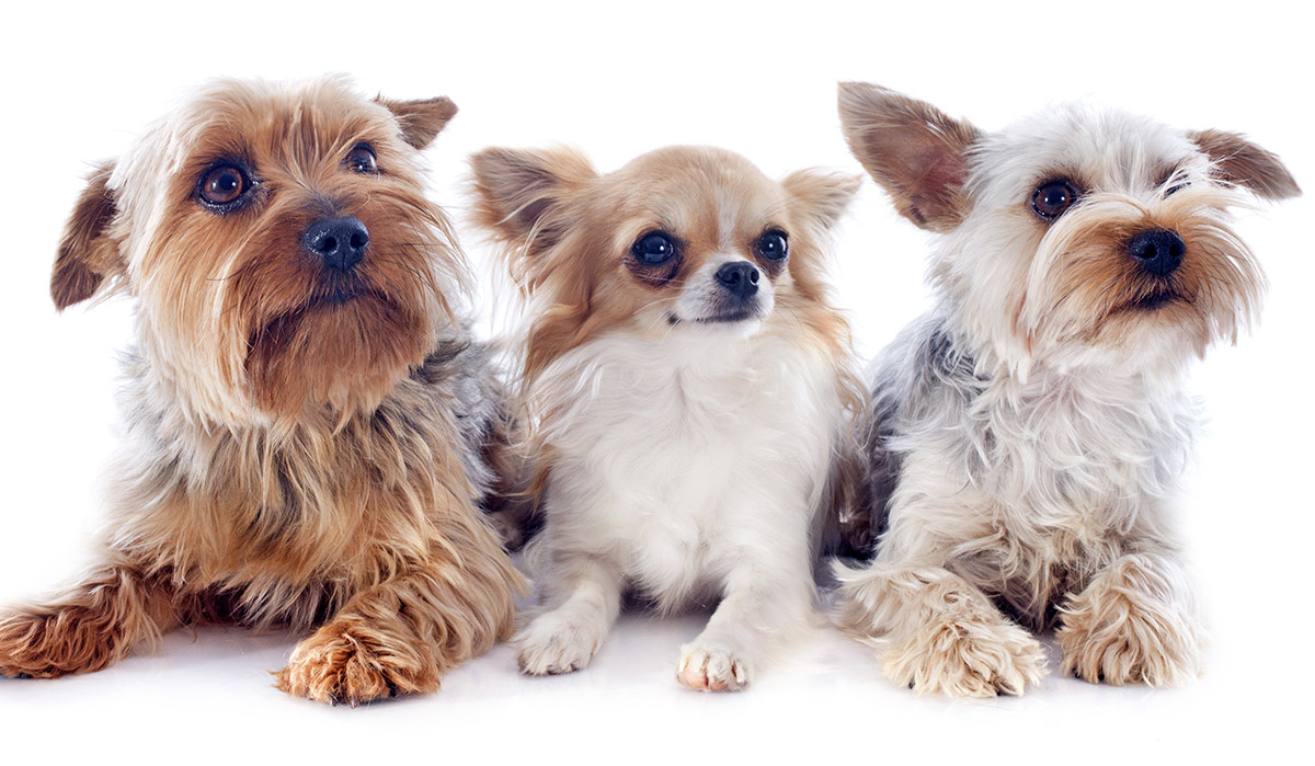 small terrier mix breeds