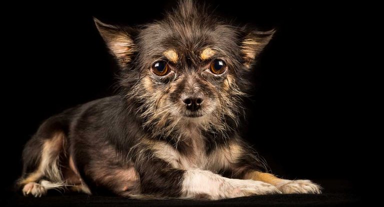 Chihuahua Terrier Mix - What To Expect From This Unusual Mix Breed Dog