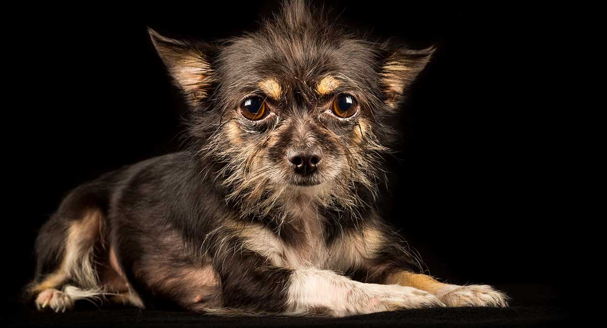 chihuahua terrier mix