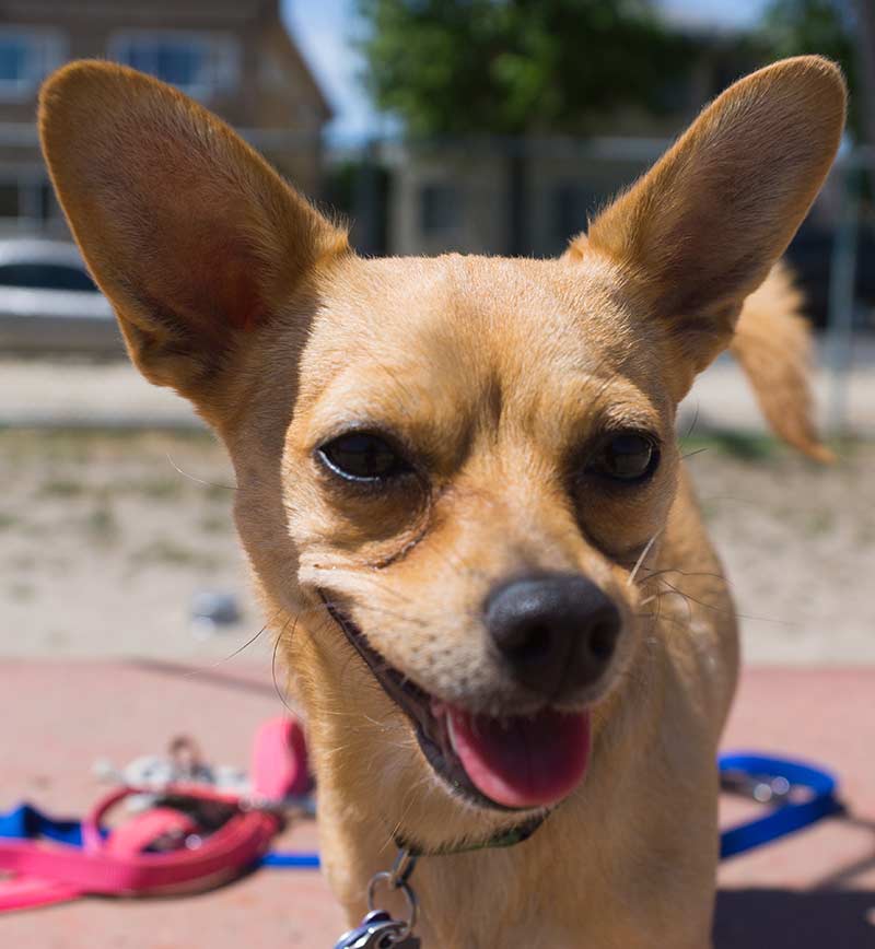 Fox terrier and chihuahua 2024 mix