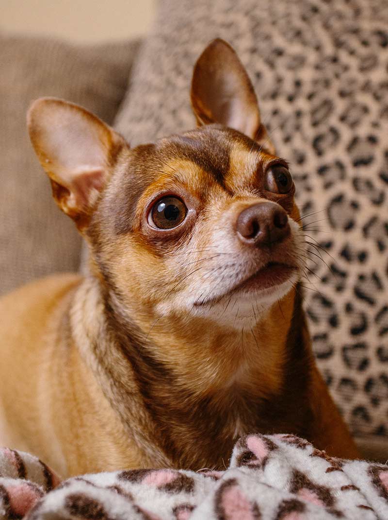 Droll Rat Terrier Chihuahua Corgi Mix