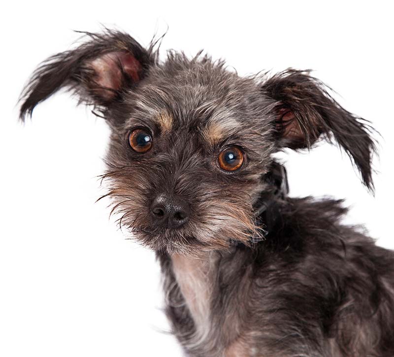 wire haired rat terrier puppies