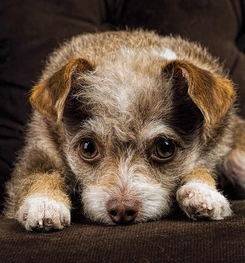 chiweenie terrier puppies