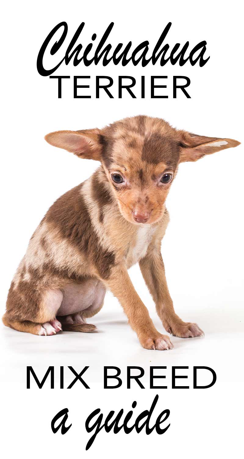 Chihuahua Terrrier Mix - a complete guide to this increasingly popular mix breed dog