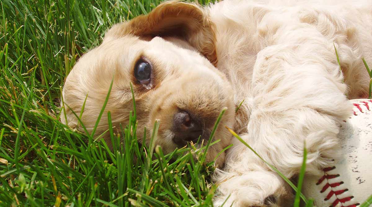 cocker spaniel x lhasa apso