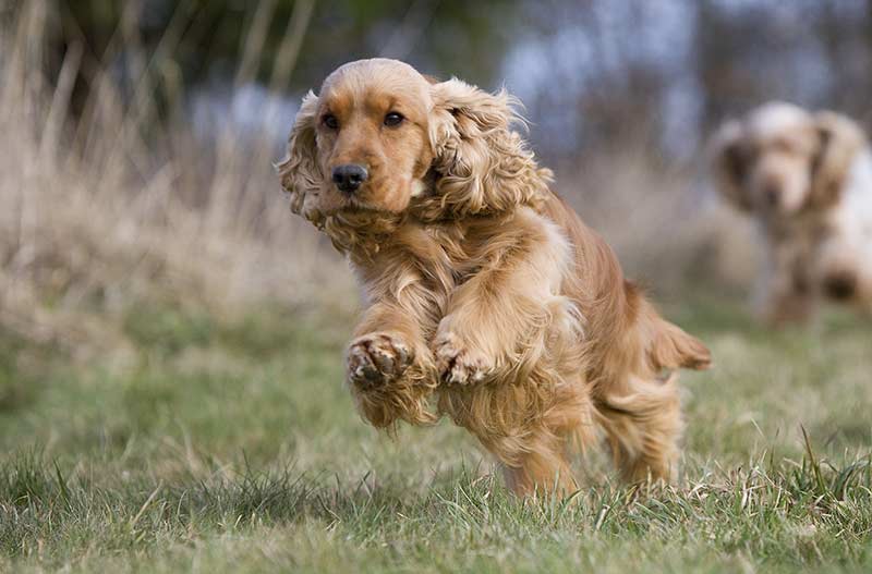 golden cocker retriever mix for sale