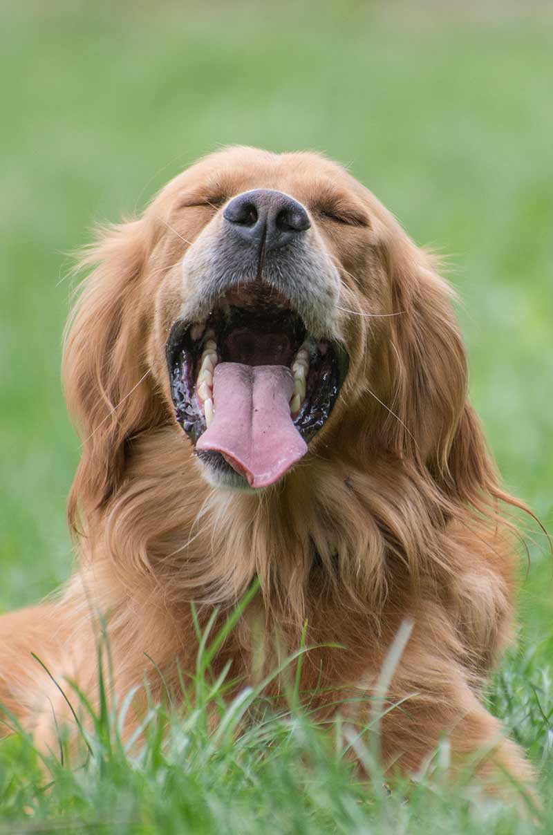 cocker retriever