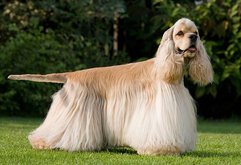 golden cocker retriever