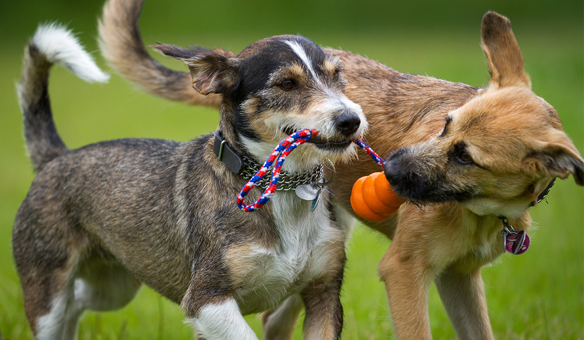 do lab terrier mixes shed