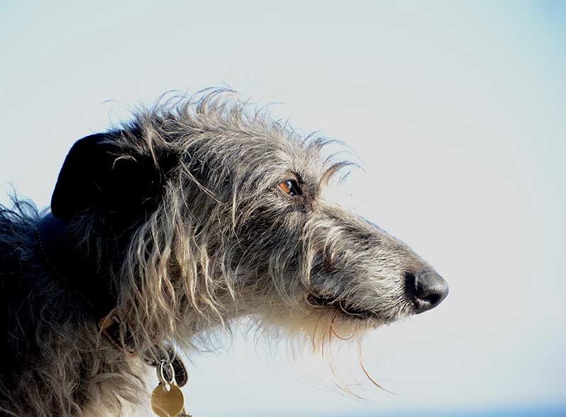 what are the biggest and hairiest dogs