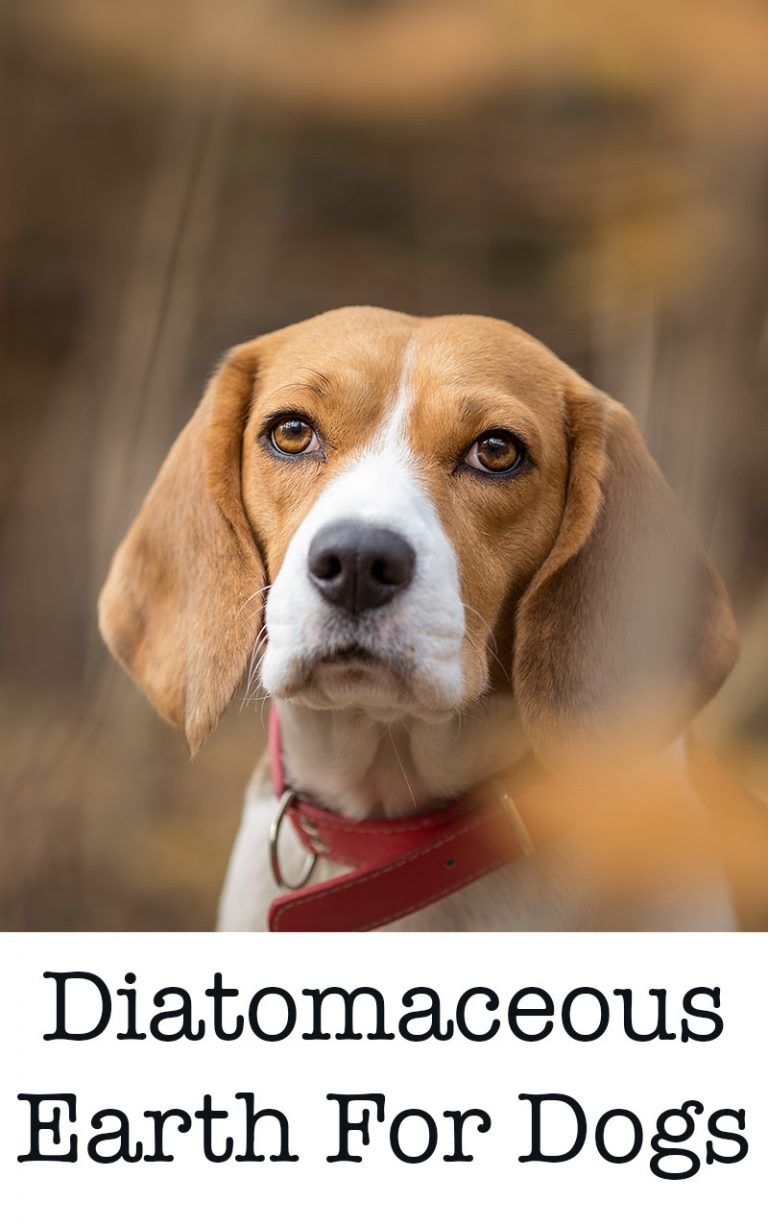 Diatomaceous Earth For Dogs; Is It A Safe Remedy For Fleas Or Worms?