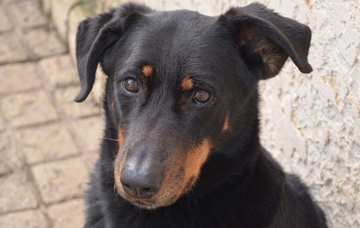 doberman and lab mix