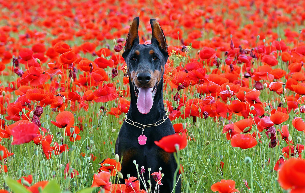 Featured image of post Labrador Dobermann Mix Charakter