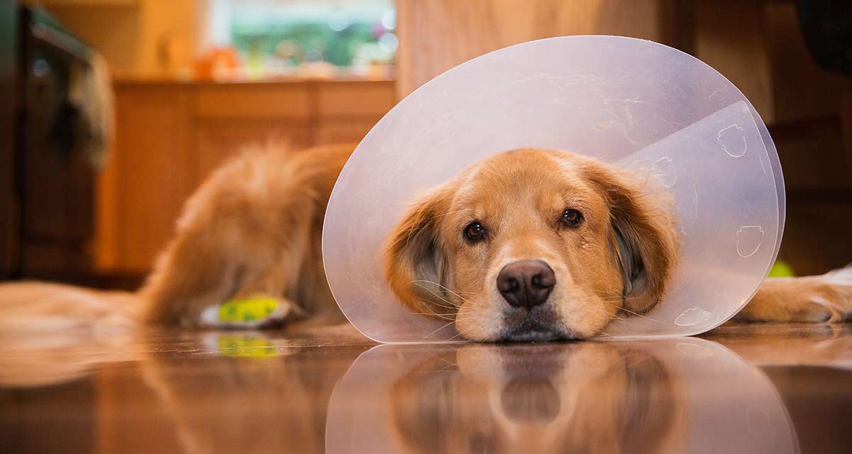 dog sleeping with cone