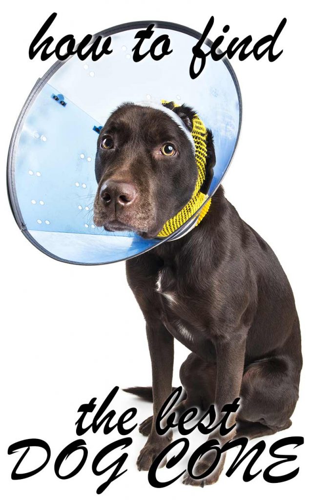Dog Cone Making The Best Choice For Your Injured Pet
