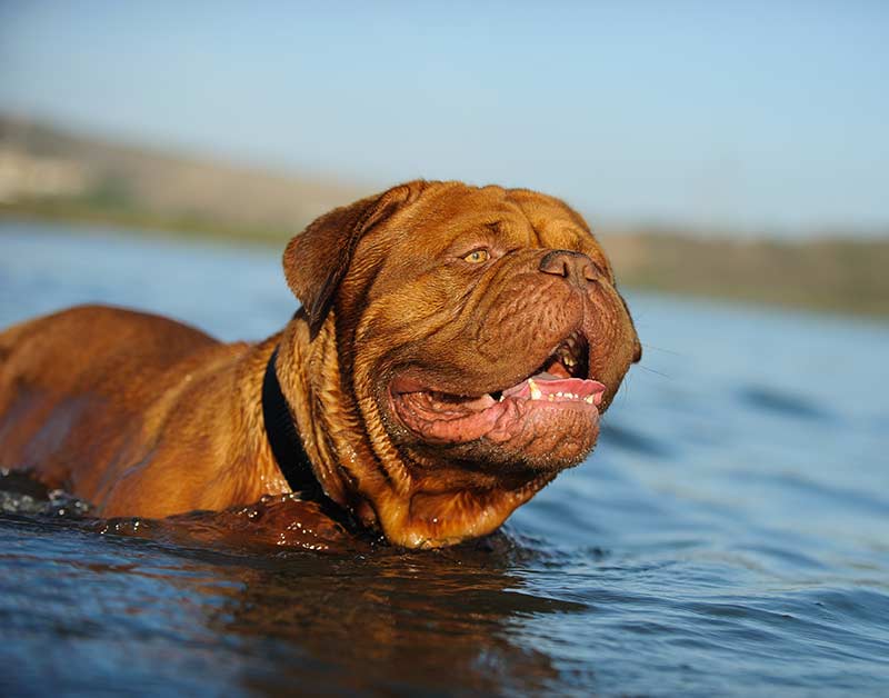 dogue de bordeaux