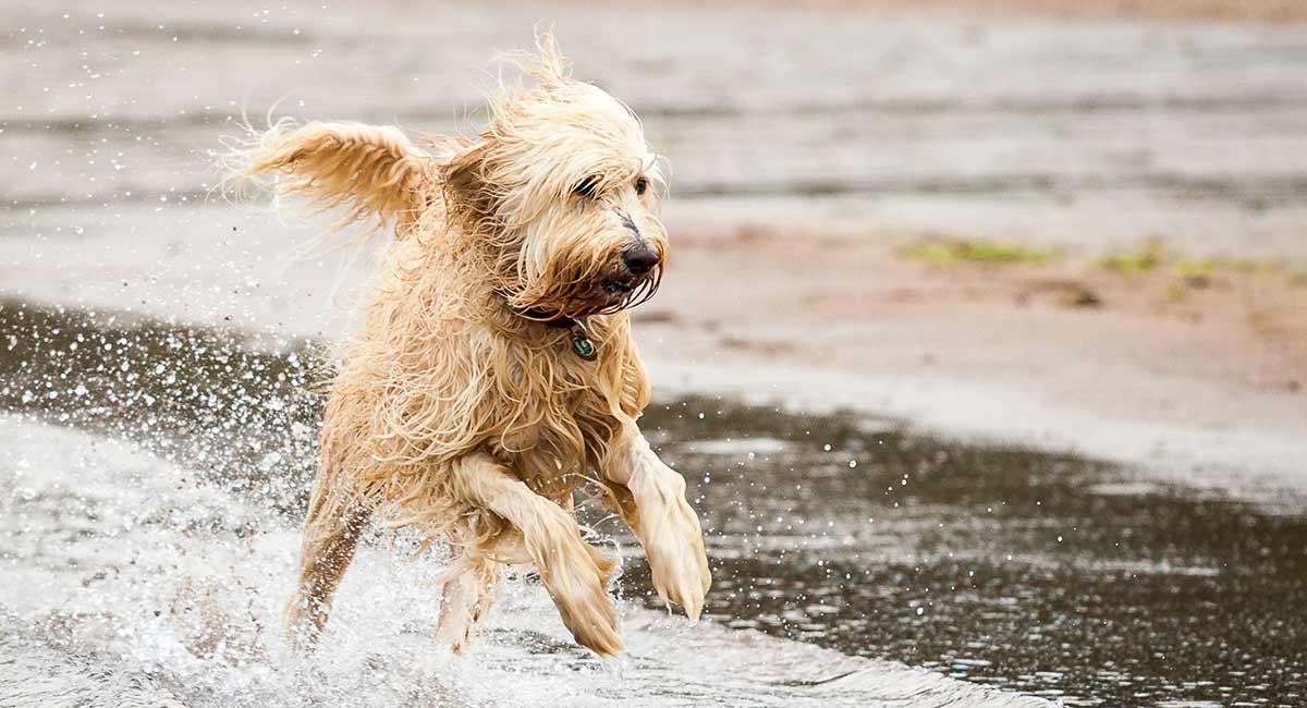 How To Groom A Labradoodle Face