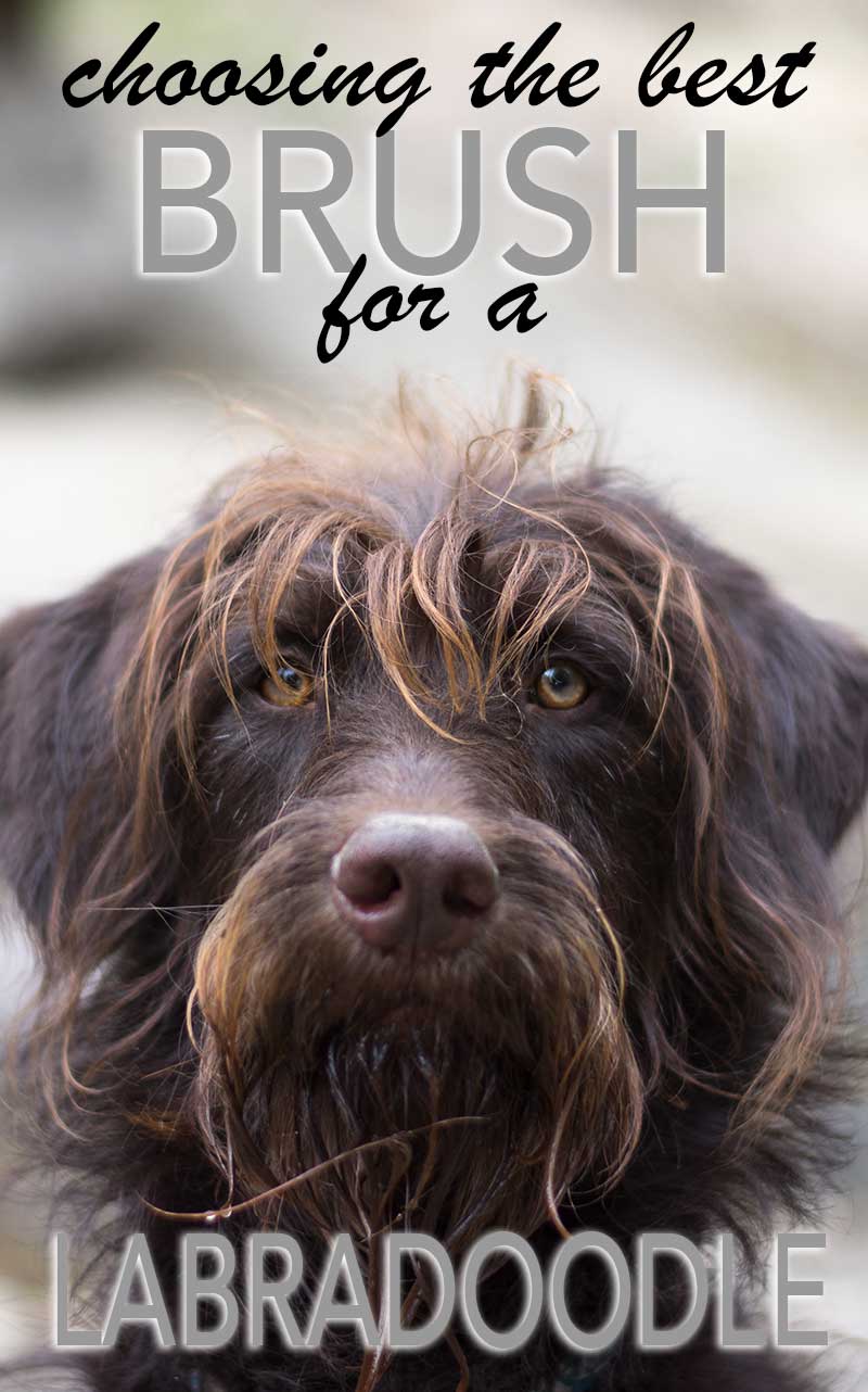 best brush for labradoodle