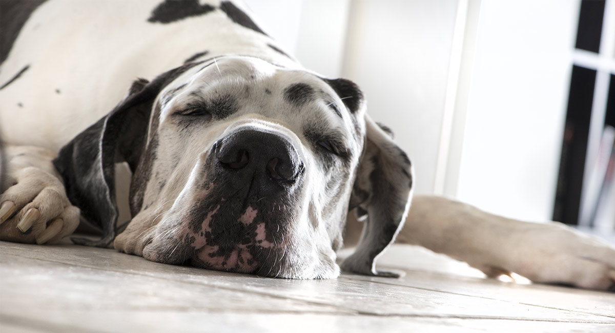 black great dane dog puppy